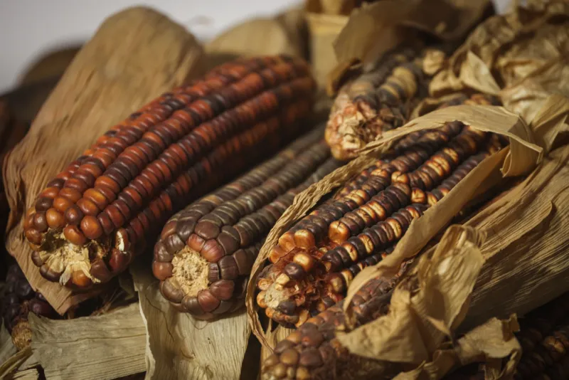 From Field to Flask: The Overlooked Power of Heritage Grains in Premium American Spirits